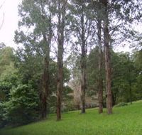 Mount Dandenong Arboretum - Accommodation Great Ocean Road