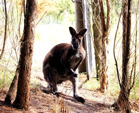 Great Ocean Road Wildlife Park - Accommodation Great Ocean Road 0