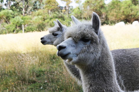 Great Ocean Road Wildlife Park - Accommodation Great Ocean Road 1