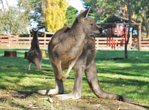 Great Ocean Road Wildlife Park - Accommodation Great Ocean Road 4