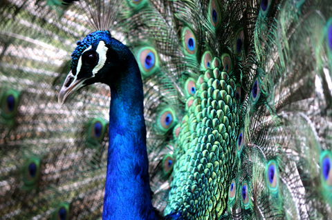 Great Ocean Road Wildlife Park - Accommodation Great Ocean Road 5