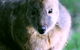 Great Ocean Road Wildlife Park - thumb 6