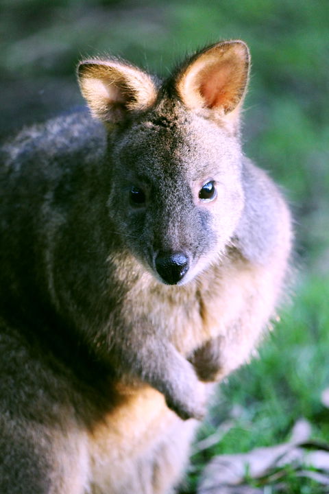 Great Ocean Road Wildlife Park - Accommodation Great Ocean Road 6