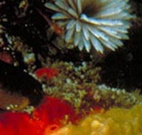 Point Cooke Marine Sanctuary - Accommodation Great Ocean Road