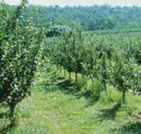 Pettys Orchard - Accommodation Great Ocean Road