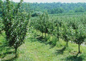 Pettys Orchard - Accommodation Great Ocean Road 0