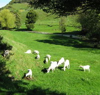 Goats of Gaia Soap - Accommodation Great Ocean Road