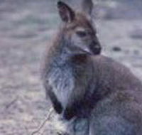 Churchill National Park - Accommodation Great Ocean Road