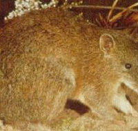 The Pines Flora and Fauna Reserve - Accommodation Great Ocean Road