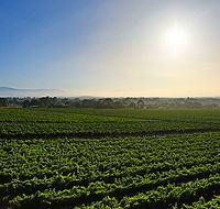 GREENSTONE VINEYARDS - Accommodation Great Ocean Road