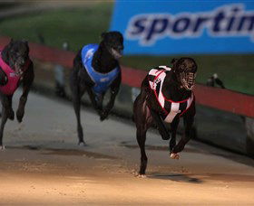 Dapto Dogs - Accommodation Great Ocean Road 0