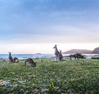 Pebbly Beach - Accommodation Great Ocean Road