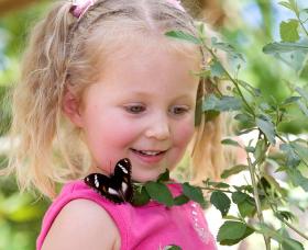 Coffs Harbour Butterfly House - Accommodation Great Ocean Road 0