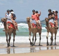 Camel Rides with Coffs Coast Camels - Accommodation Great Ocean Road