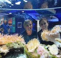 Solitary Islands Aquarium - Accommodation Great Ocean Road