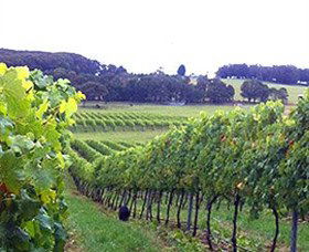 Banjo's Run Winery And Vineyard - Accommodation Great Ocean Road 0