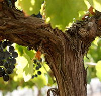 Blackjack Vineyards - Accommodation Great Ocean Road