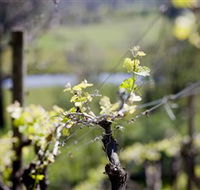 Whistling Eagle Vineyard - Accommodation Great Ocean Road