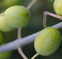 Montalto Vineyard and Olive Grove - Accommodation Great Ocean Road