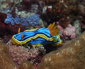 Coral Gardens Dive Site Mooloolaba - Accommodation Great Ocean Road 1