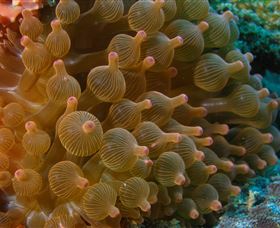 Coral Gardens Dive Site Mooloolaba - Accommodation Great Ocean Road 0