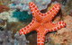 Coral Gardens Dive Site Mooloolaba - thumb 3