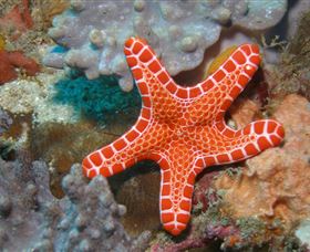 Coral Gardens Dive Site Mooloolaba - Accommodation Great Ocean Road 3
