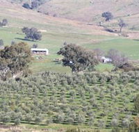 Wymah Organic Olives and Lambs - Accommodation Great Ocean Road