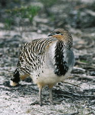 Yongergnow Australian Malleefowl Centre - Accommodation Great Ocean Road 0