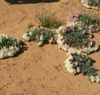 Coorow Wreath Flowers - Accommodation Great Ocean Road