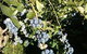 Gunnadoo Berries - thumb 2