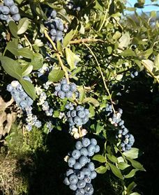 Gunnadoo Berries - Accommodation Great Ocean Road 2