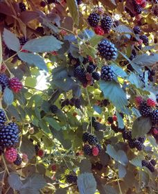 Gunnadoo Berries - Accommodation Great Ocean Road 0