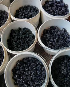 Gunnadoo Berries - Accommodation Great Ocean Road 3