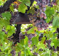  Murrumbateman Winery Company Pty Ltd  - Accommodation Great Ocean Road