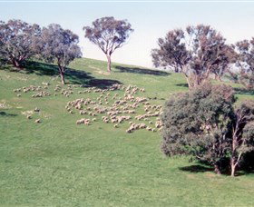 Burnelee Excursions On Horseback - Accommodation Great Ocean Road 2