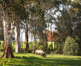Ungulla Country Garden - Accommodation Great Ocean Road 8