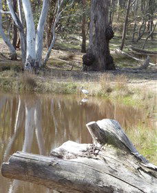 Mulligans Flat - Accommodation Great Ocean Road 0