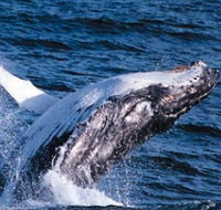 Sydney Eco Whale Watching - Accommodation Great Ocean Road