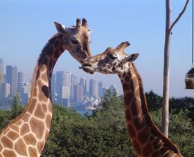Planetdwellers - Gay And Lesbian Tours Of Australia - Accommodation Great Ocean Road 0