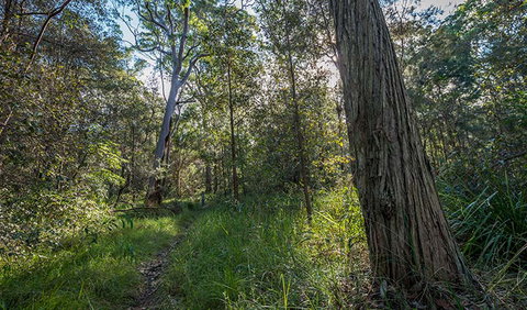 Wallumatta Nature Reserve - Accommodation Great Ocean Road 0
