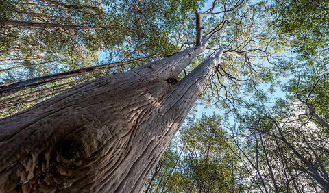 Wallumatta Nature Reserve - Accommodation Great Ocean Road 3