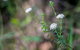 Wallumatta Nature Reserve - thumb 1