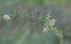 Wallumatta Nature Reserve - thumb 2
