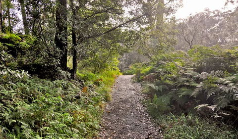 Riverside Walking Track - Accommodation Great Ocean Road 1