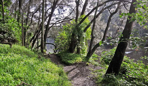Riverside Walking Track - Accommodation Great Ocean Road 2