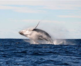 Manly Ocean Adventures - Accommodation Great Ocean Road 4