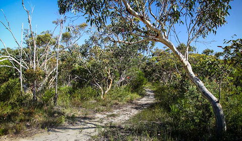 Aboriginal Heritage Walk - Accommodation Great Ocean Road 2