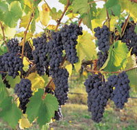 Hills Short Wine and Food Trail - Accommodation Great Ocean Road