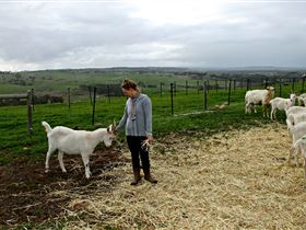 Kangarilla Creamery - Accommodation Great Ocean Road 2